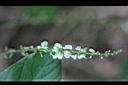 大葉山螞蝗-花 5.jpg